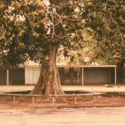 Moreton Bay Fig Tree