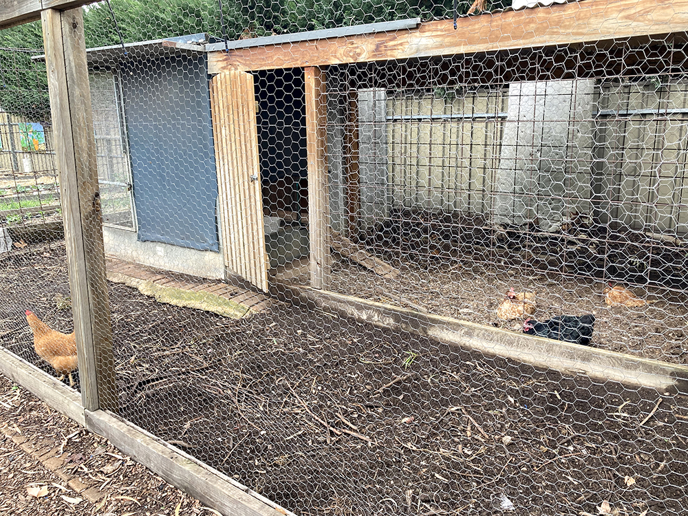 Chicken Coop